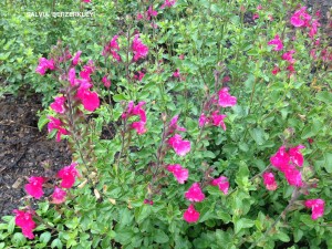 Salvia 'Berzerkley' - blossom